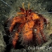 crab_hermit_bu_mb_h_0356_png2726.jpg